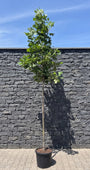 Amerikaanse tulpenboom - Liriodendron tulipifera hoogstam