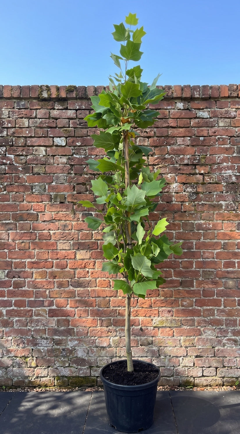 Zuil Amerikaanse tulpenboom - Liriodendron tulipifera 'Fastigiatum'