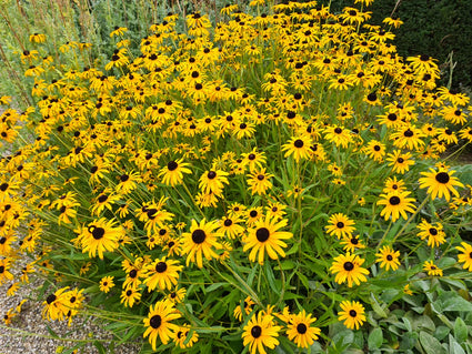 Gele zonnehoed (Lage soort) - Rudbeckia Fulgida 'Little Goldsturm'