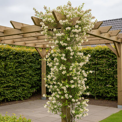 Wilde kamperfoelie - Lonicera periclymenum 'Belgica Select'