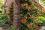 Kamperfoelie - Lonicera henryi 'Copper Beauty'