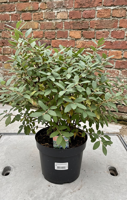 Honingbes - Lonicera kamtschatica