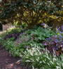 luzula nivea met Tuingeraniums zoals Donkere ooievaarsbek 'Geranium phaeum',

Smeerwortel 'Symphytum'

Klokjesbloem 'Campanula' halfzon

Purperklokje 'Heuchera' en op achtergrond meerstammige magnolia