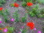 Brandende Liefde / Constantinopel - Lychnis chalcedonica