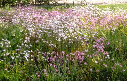 Biologisch Echte Koekoeksbloem - Lychnis flos-cuculi