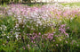 Biologisch Echte Koekoeksbloem - Lychnis flos-cuculi