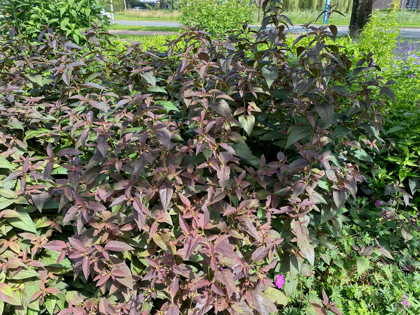 Wederik - Lysimachia ciliata 'Firecracker'