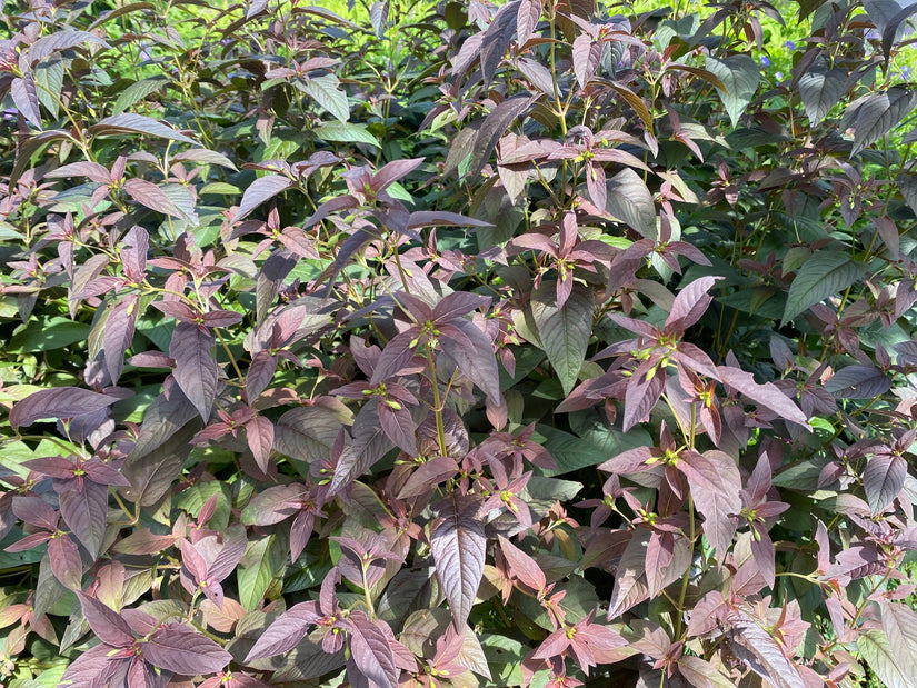 Wederik - Lysimachia ciliata 'Firecracker'