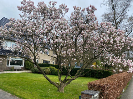 Gewone magnolia - Magnolia x soulangeana