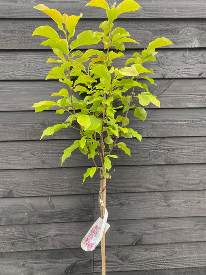 Beverboom - Magnolia 'Galaxy' hoogstam boom