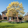 volgroeide gele magnolia op home stam