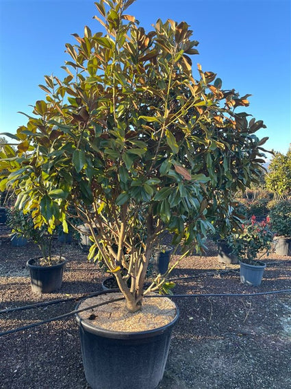 Wintergroene Beverboom meerstammig - Magnolia grandiflora Goliath