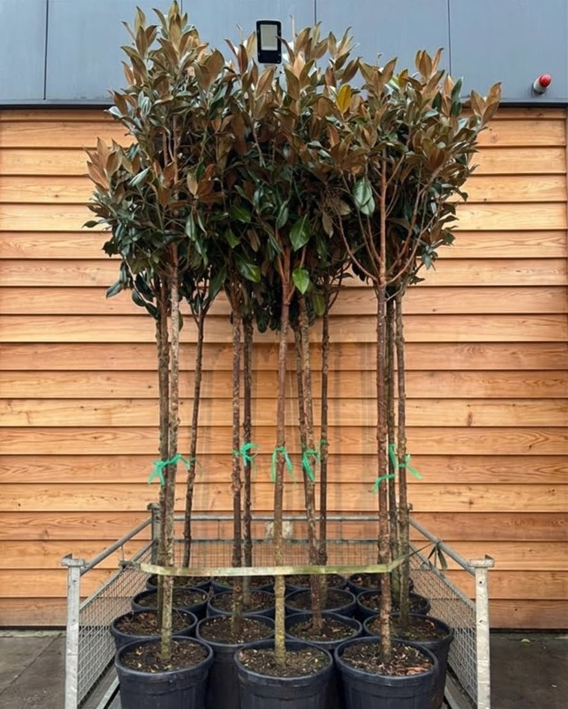 Wintergroene Magnolia op stam - Magnolia Grandiflora