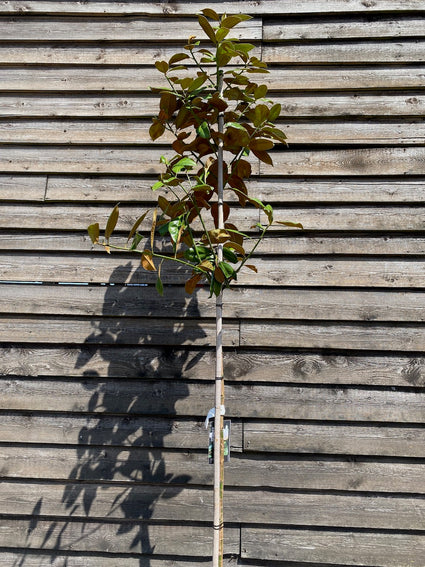 Beverboom - Magnolia grandiflora Hoogstam boom