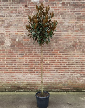 Hoogstam boom XXL