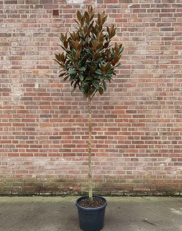 Wintergroene Magnolia op stam - Magnolia Grandiflora