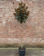 Wintergroene Magnolia op stam - Magnolia Grandiflora
