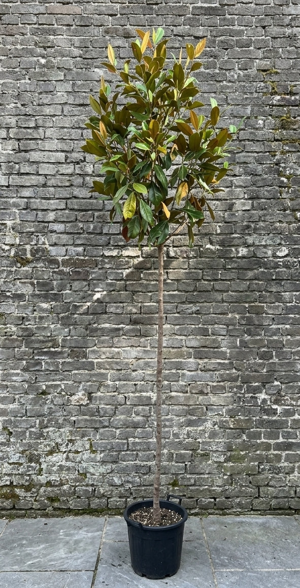 Wintergroene Magnolia (Hoogstam) - Magnolia grandiflora