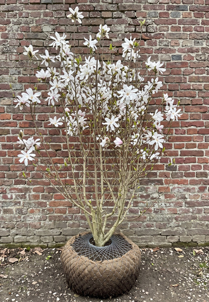 Beverboom (Wit, Meerstammig) - Magnolia kobus