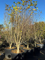Beverboom (Wit) - Magnolia kobus hoogstam of meerstammig