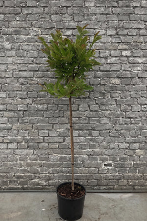Halfstam 100 cm