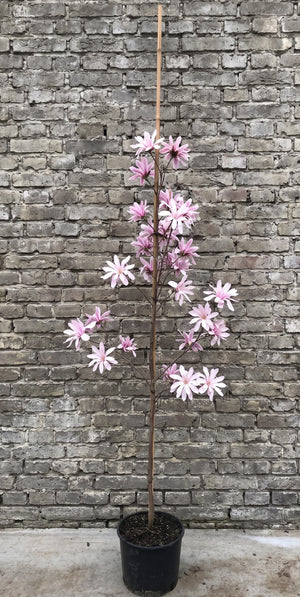 125-150 cm zuilvorm