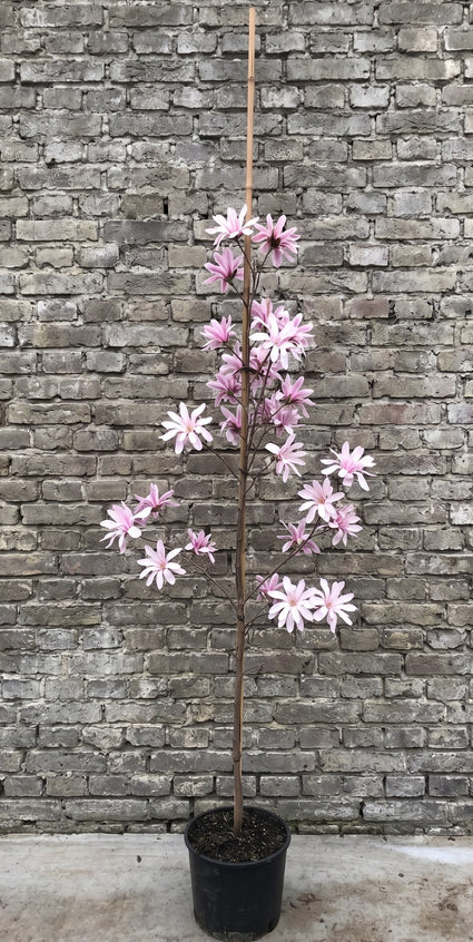 Beverboom (Roze, Zuilvorm) - Magnolia loebneri 'Leonard Messel'