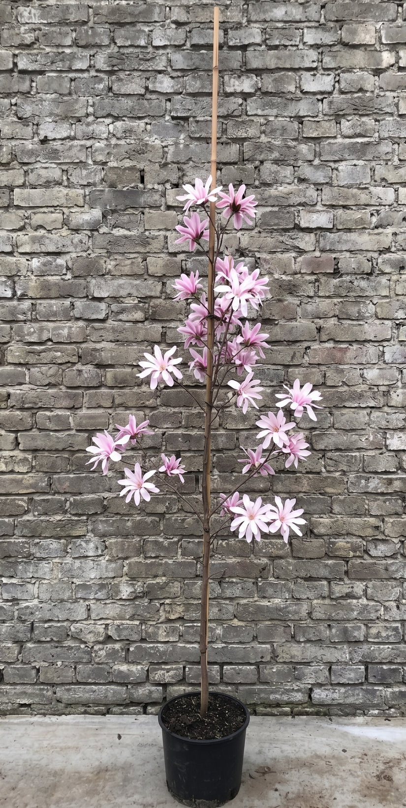 Beverboom Zuilvorm - Magnolia loebneri ‘Leonard Messel’