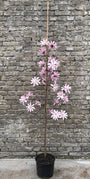 Beverboom Zuilvorm - Magnolia loebneri ‘Leonard Messel’