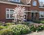 Beverboom Zuilvorm - Magnolia loebneri ‘Leonard Messel’