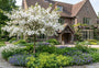 magnolia sieboldii als hoogstam boom