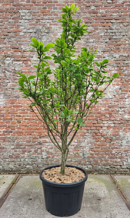Beverboom (Zuilvorm) - Magnolia soulangeana 'Superba'
