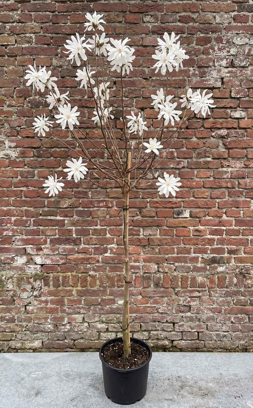 Stermagnolia (Wit, Halfstam) - Magnolia stellata