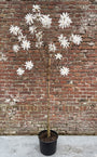 Stermagnolia (Wit, Halfstam) - Magnolia stellata