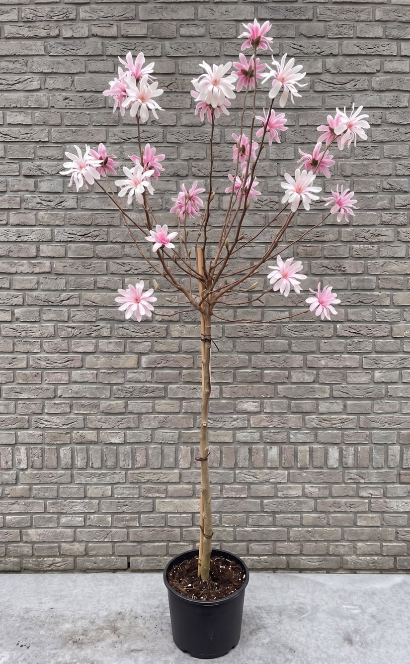 Stermagnolia (Wit/roze) - Magnolia stellata 'Rosea' halfstam boompje