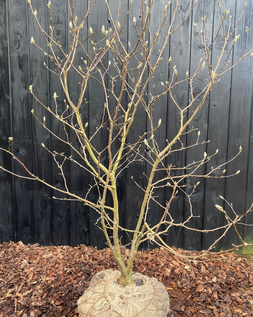 Magnolia susan biologisch ca 175 cm met kluit - Meerstammig foto februari