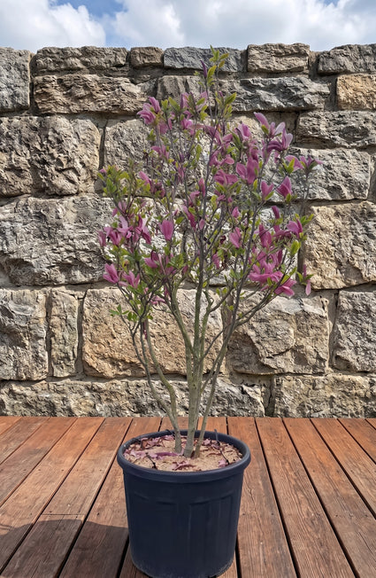 Meerstammige Beverboom (Roze) - Magnolia 'Susan' Struikvorm