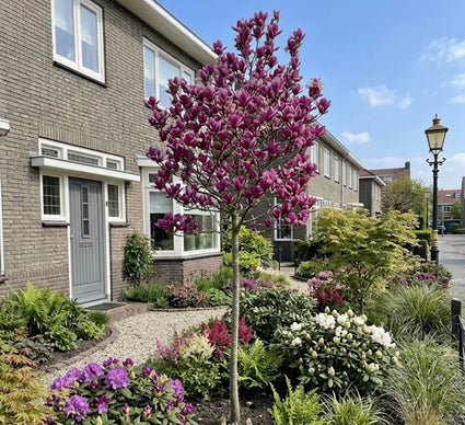 Beverboom - Magnolia 'Susan' op hoge stam