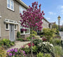 Beverboom - Magnolia 'Susan' op hoge stam