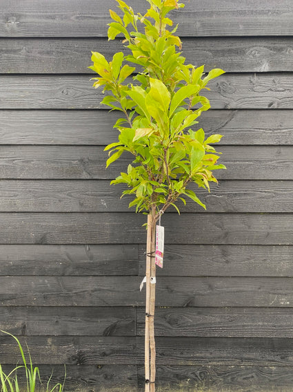 Beverboom - Magnolia 'Susan' laagstam 90 cm
