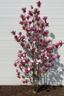 Meerstammige Beverboom (Roze) - Magnolia 'Susan' Struikvorm