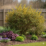 Mahonie - Mahonia Aquifolium