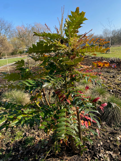 Mahoniestruik - Mahonia x media 'Winter Sun'