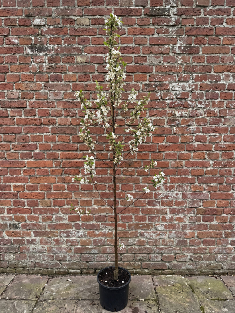 Meerstammige Sierappel (Oranje/Rood) - Malus 'Evereste' boom