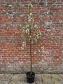 Meerstammige Sierappel (Oranje/Rood) - Malus 'Evereste' boom