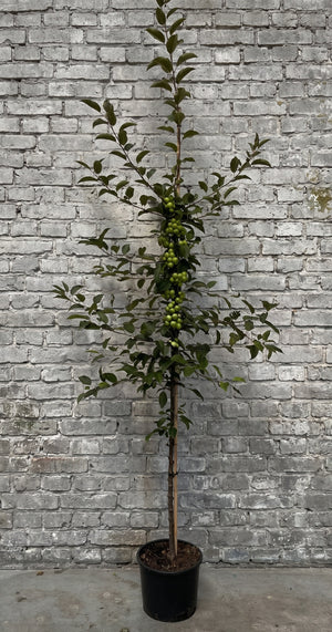 Zuilvorm C10 200-250 cm