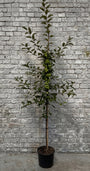 Meerstammige Sierappel (Oranje/Rood) - Malus 'Evereste' boom
