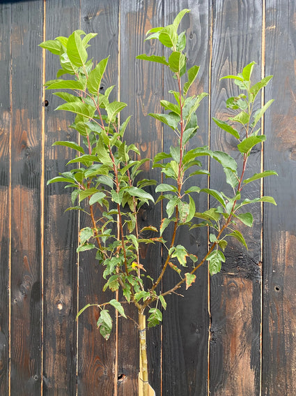 Sierappel op stam - Malus 'Evereste'