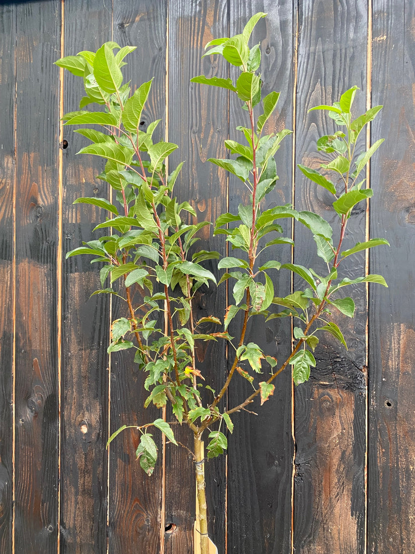 Sierappel op stam - Malus 'Evereste'