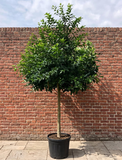 malus evereste op hoge stam na 1 groeijaar